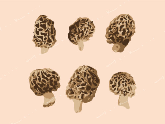 Morel Mushrooms: Handcrafted Graphics for Crafts & Branding